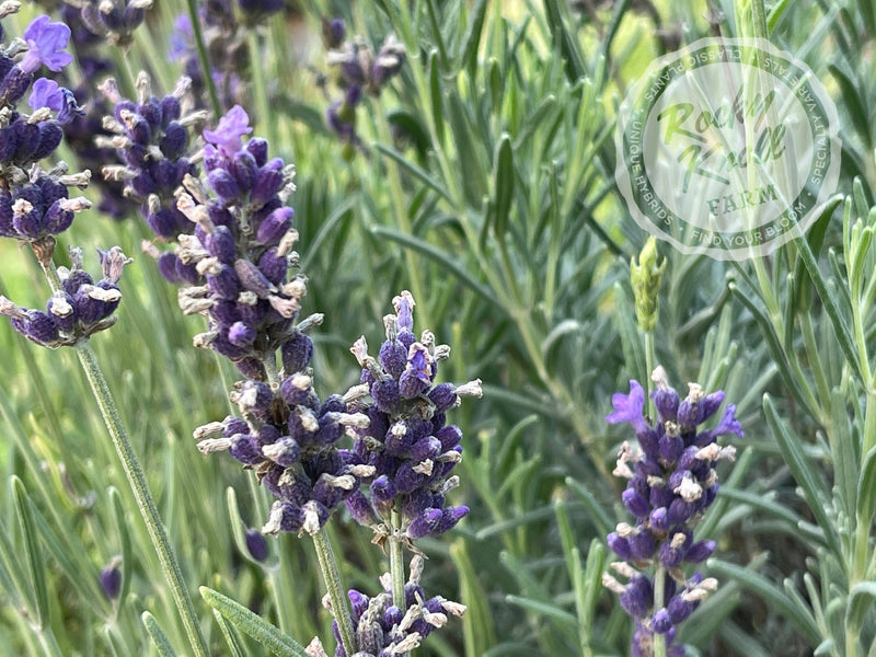Hidcote Blue English Lavender plant from Rocky Knoll Farm
