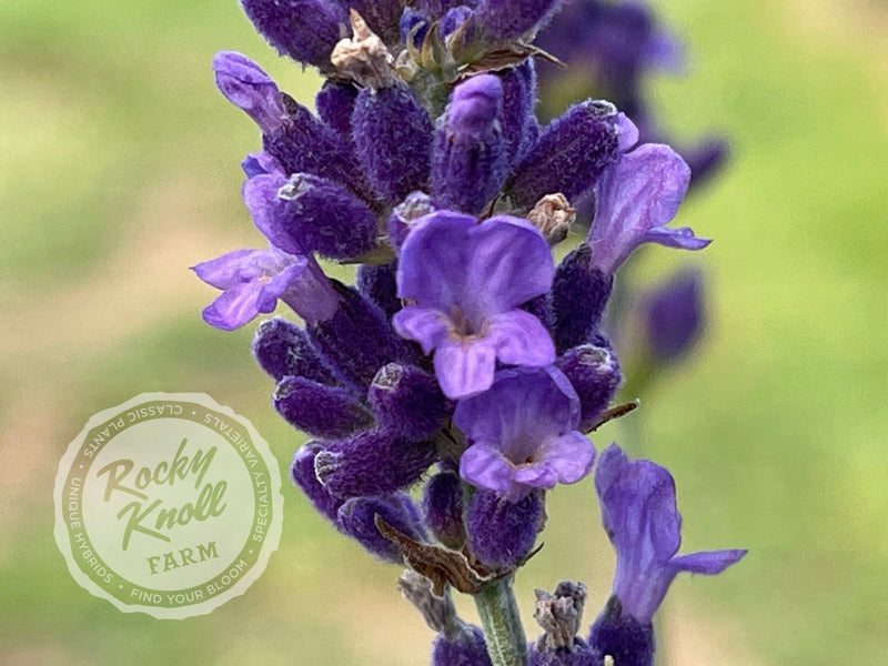 Hidcote Blue English Lavender plant from Rocky Knoll Farm