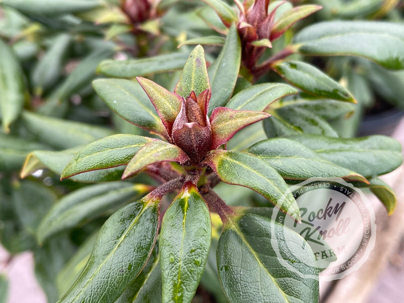 Hill’s Bright Red plant from Rocky Knoll Farm