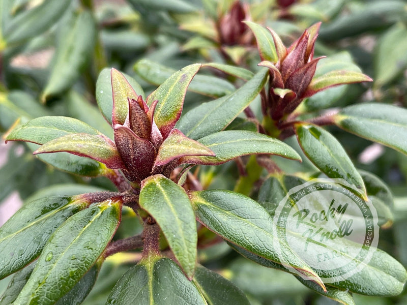 Hill’s Bright Red plant from Rocky Knoll Farm