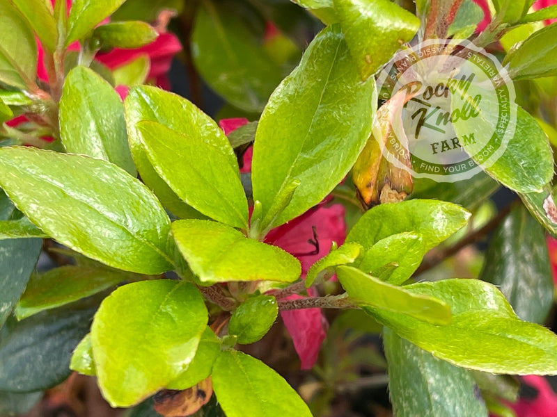 Hino Crimson plant from Rocky Knoll Farm