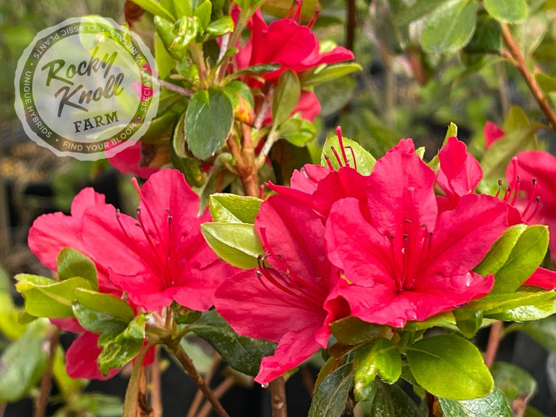 Hino Crimson plant from Rocky Knoll Farm
