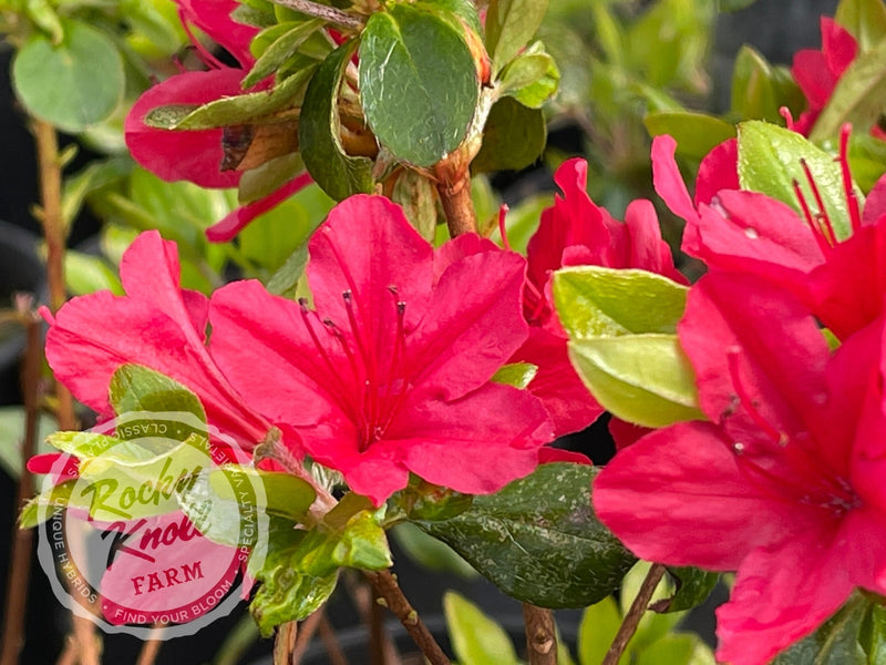 Hino Crimson plant from Rocky Knoll Farm