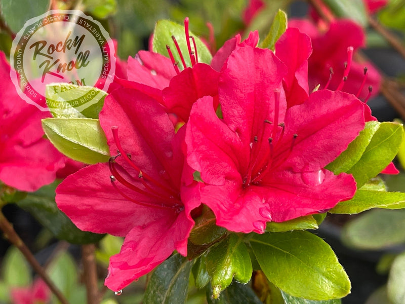 Hino Crimson plant from Rocky Knoll Farm