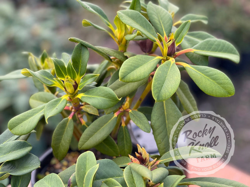 Honey Butter plant from Rocky Knoll Farm