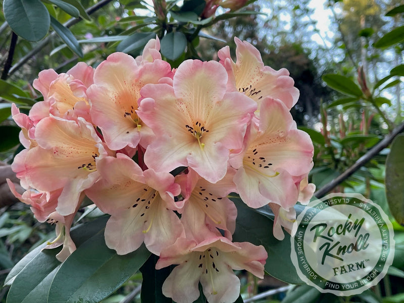 Honey Butter plant from Rocky Knoll Farm