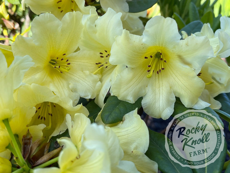 Hotei plant from Rocky Knoll Farm