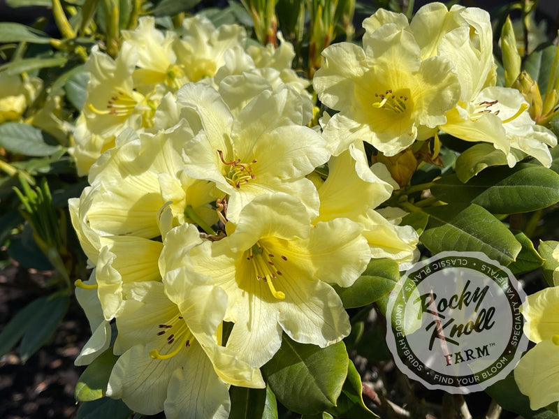 Hotei plant from Rocky Knoll Farm