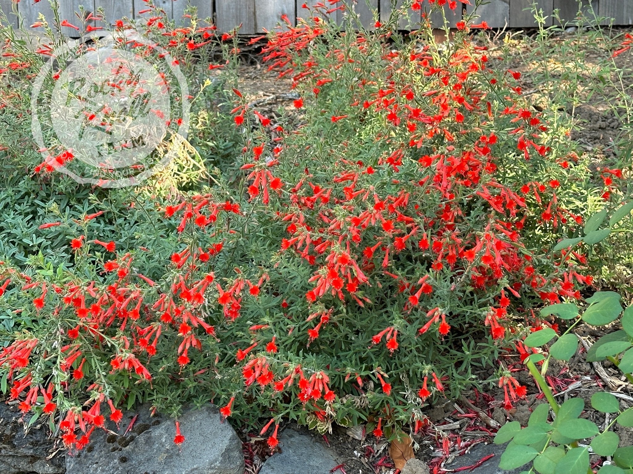 Zauschneria 'Orange Carpet' California Fuchsia Rocky Knoll Farm