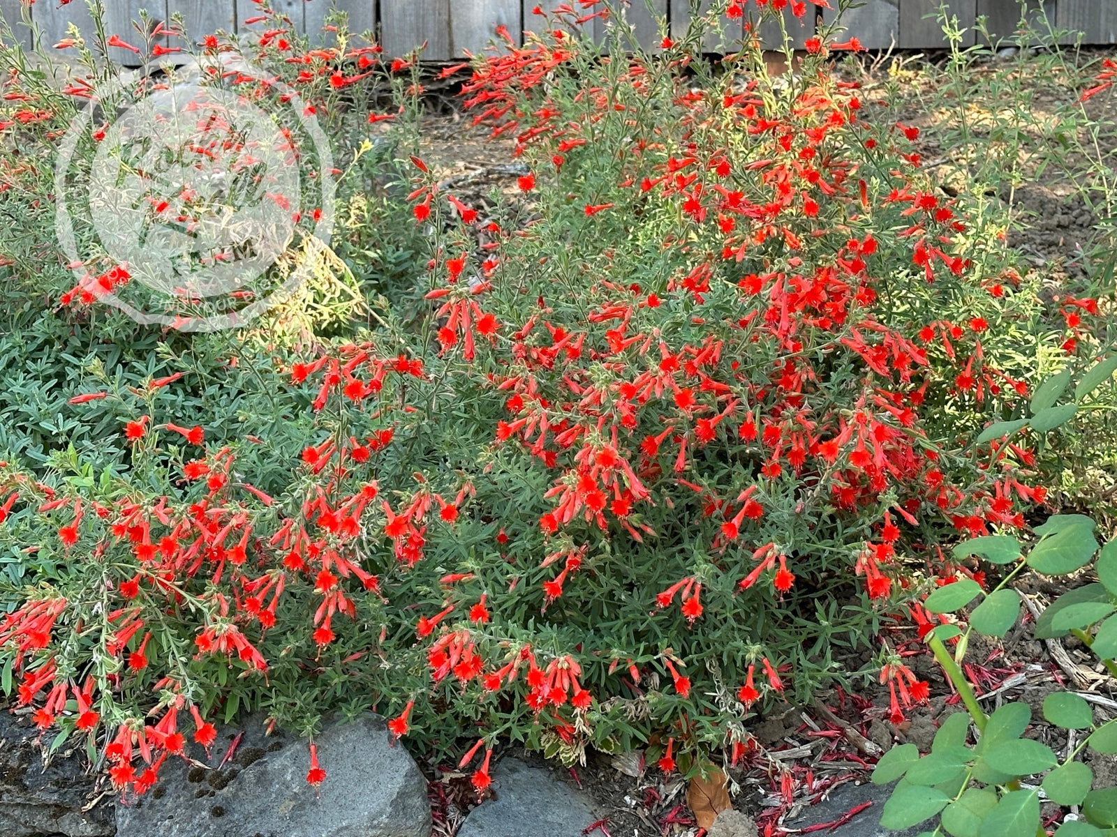 Zauschneria 'Orange Carpet' California Fuchsia - Rocky Knoll Farm