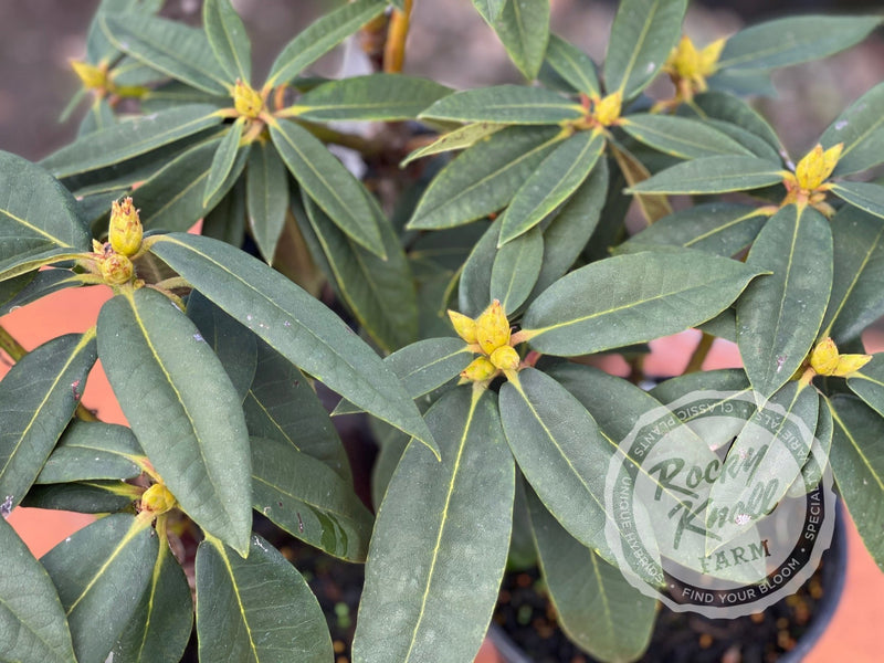 Grace Seabrook plant from Rocky Knoll Farm