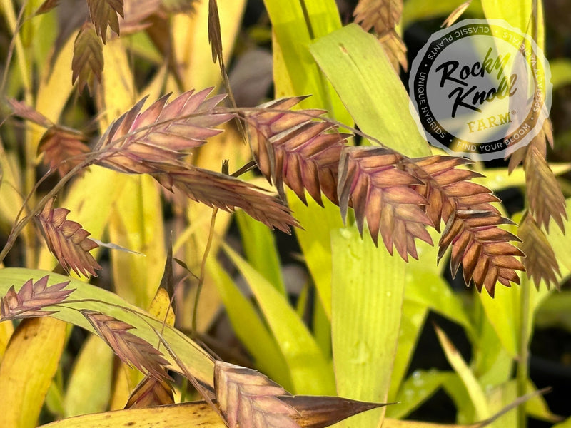 Northern Sea Oats - Chasmanthium latifolium plant from Rocky Knoll Farm