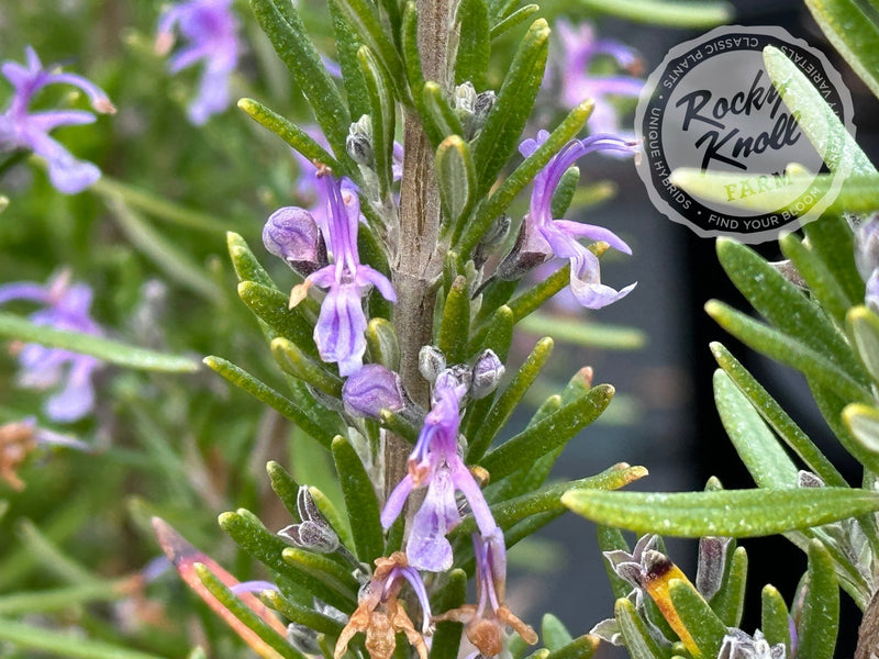 Barbeque Rosemary plant from Rocky Knoll Farm