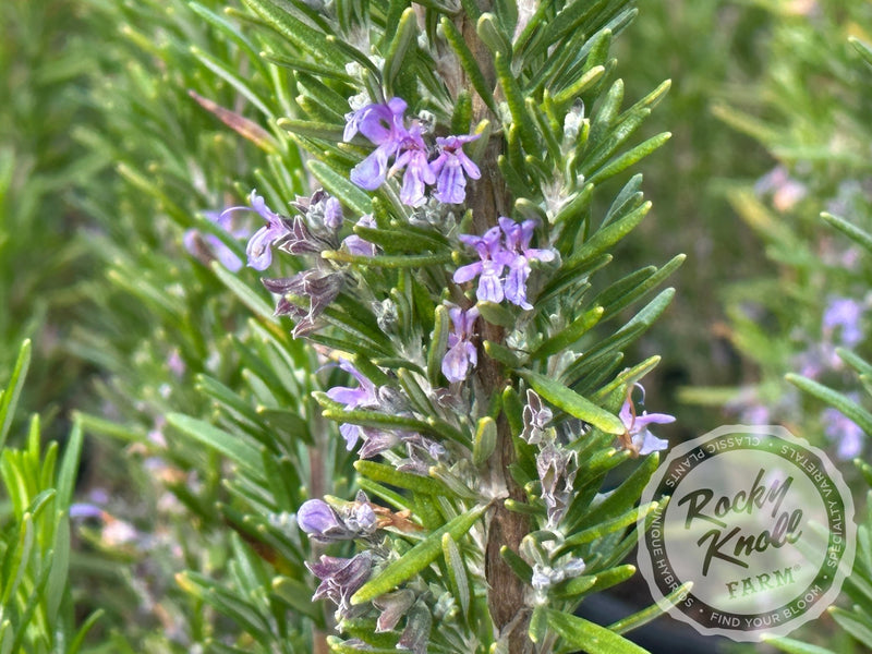 Barbeque Rosemary plant from Rocky Knoll Farm