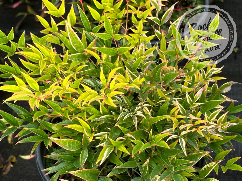 Moon Bay Heavenly Bamboo (Nandina domestica) plant from Rocky Knoll Farm