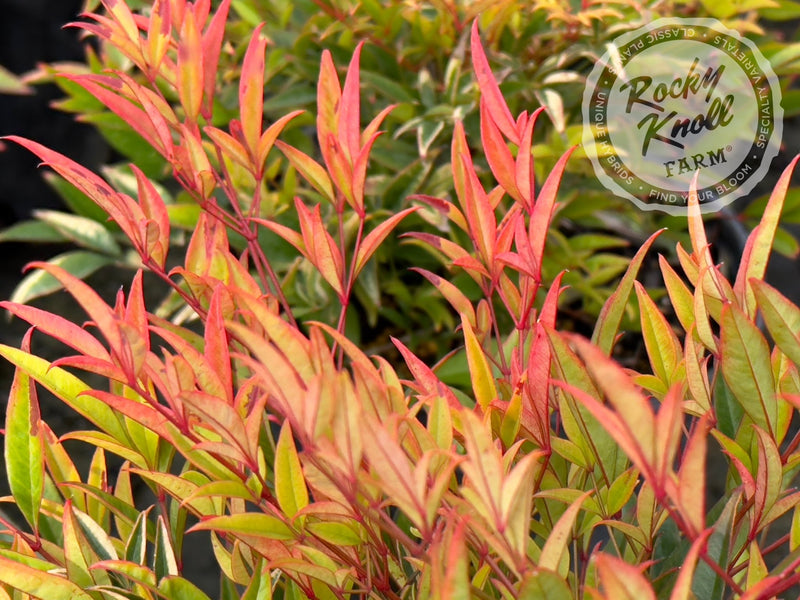 Moon Bay Heavenly Bamboo (Nandina domestica) plant from Rocky Knoll Farm