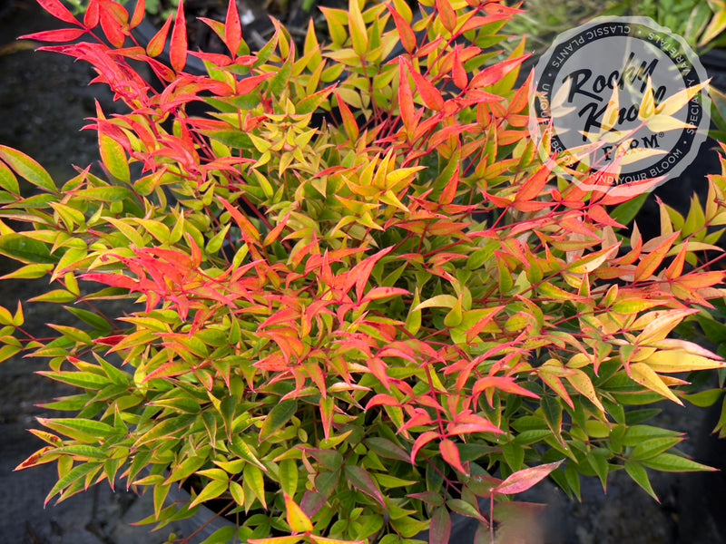 Moon Bay Heavenly Bamboo (Nandina domestica) plant from Rocky Knoll Farm