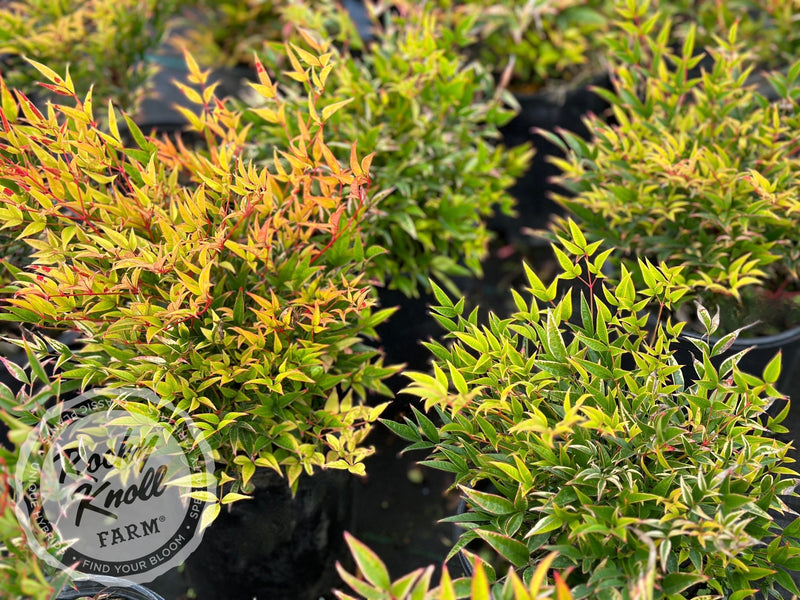 Moon Bay Heavenly Bamboo (Nandina domestica) plant from Rocky Knoll Farm