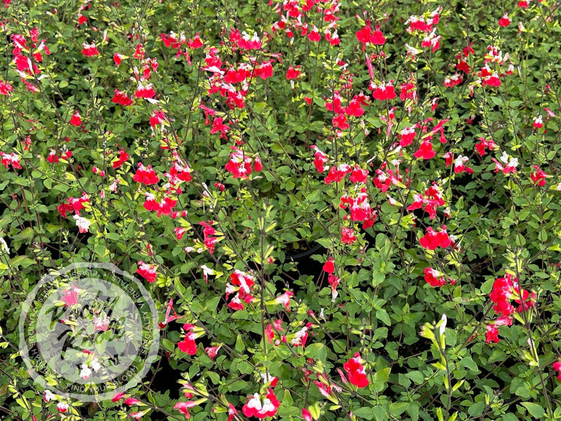 Hot Lips Salvia (Sage) plant from Rocky Knoll Farm