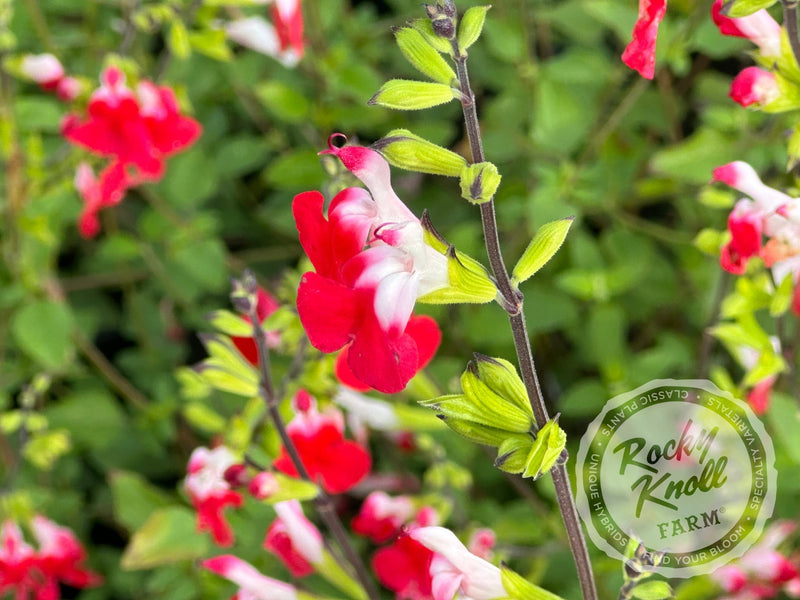 Hot Lips Salvia (Sage) plant from Rocky Knoll Farm