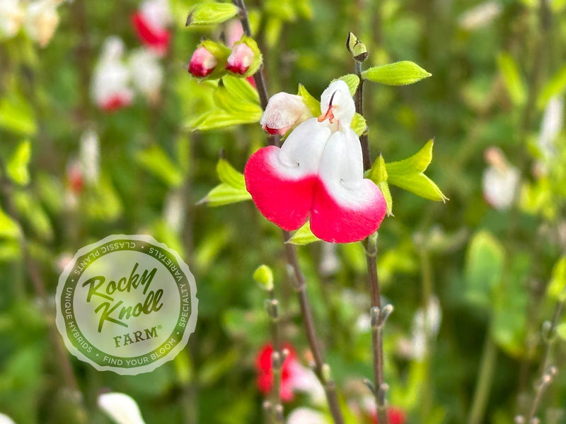 Hot Lips Salvia (Sage) plant from Rocky Knoll Farm