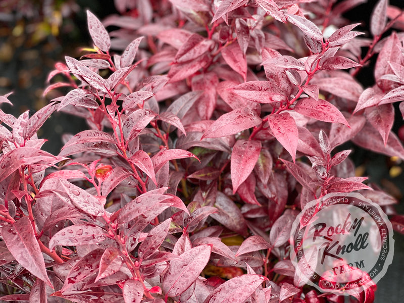 Coast Leucothoe (Coastal Dog-hobble) plant from Rocky Knoll Farm