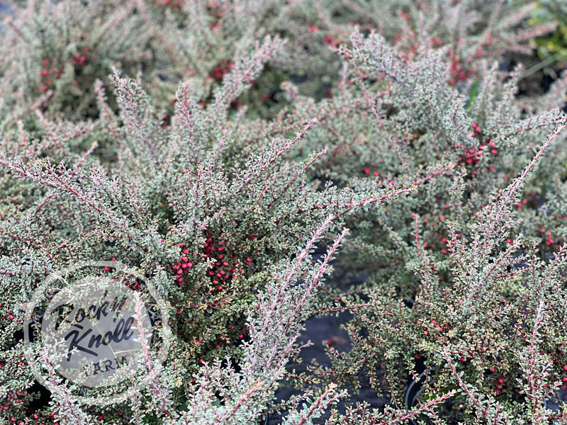 Thyme Leaf Cotoneaster plant from Rocky Knoll Farm
