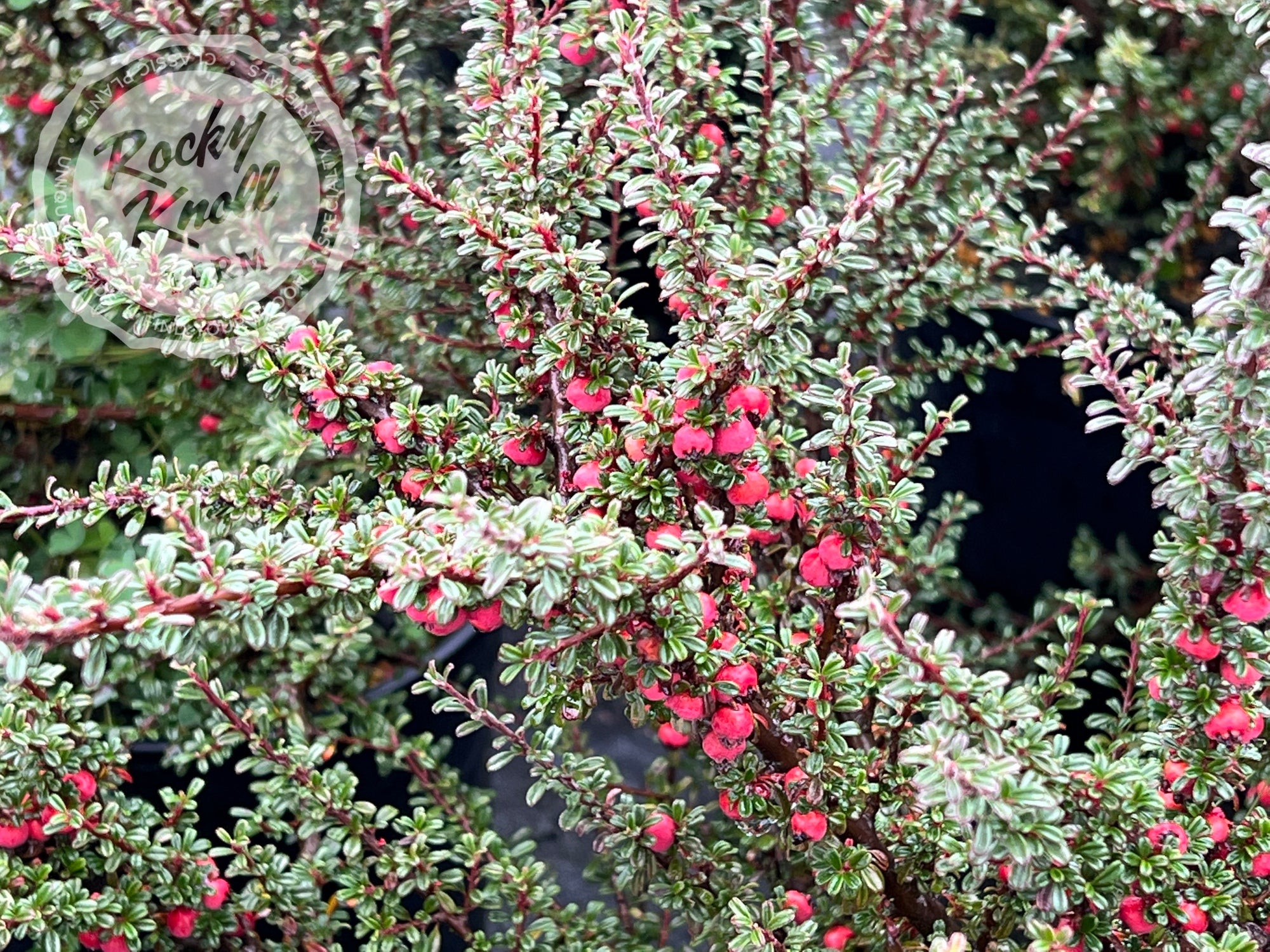 Thyme Leaf Cotoneaster Rocky Knoll Farm