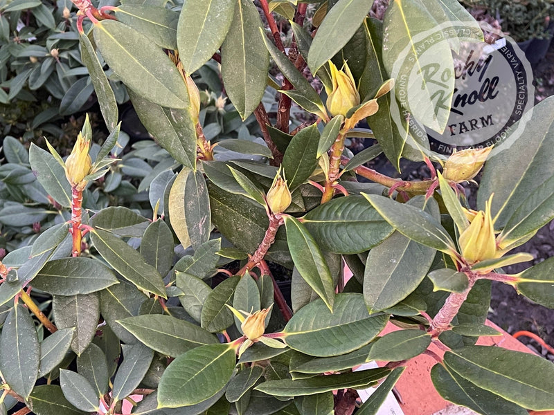 Vulcan's Son plant from Rocky Knoll Farm