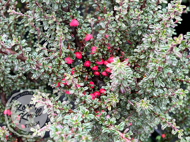 Thyme Leaf Cotoneaster plant from Rocky Knoll Farm