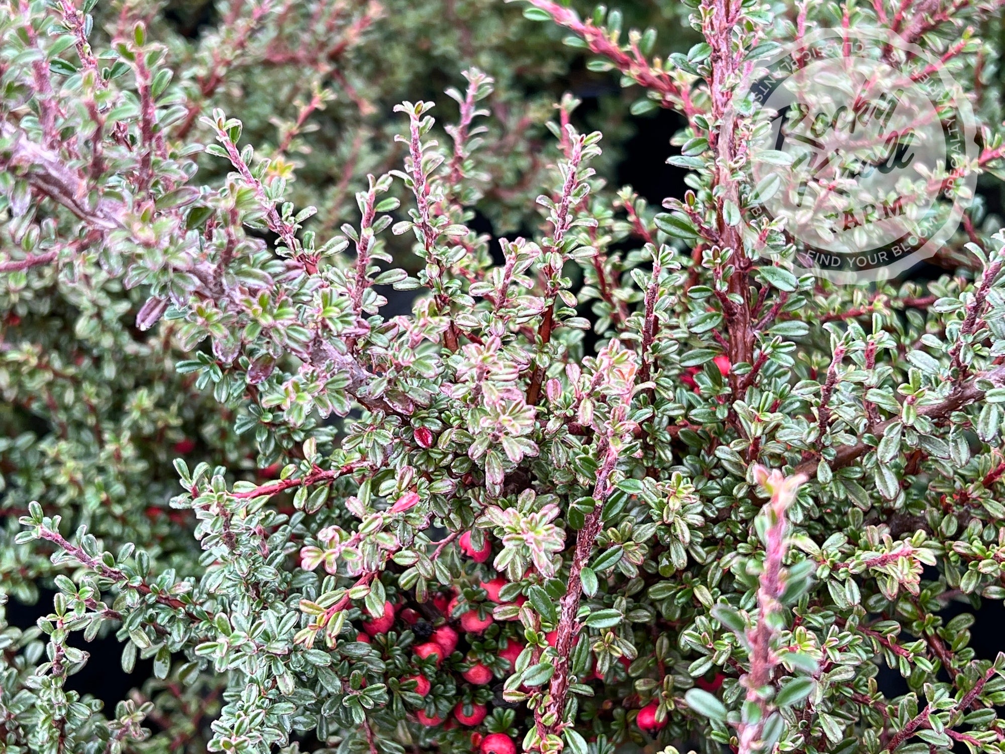 Thyme Leaf Cotoneaster Rocky Knoll Farm