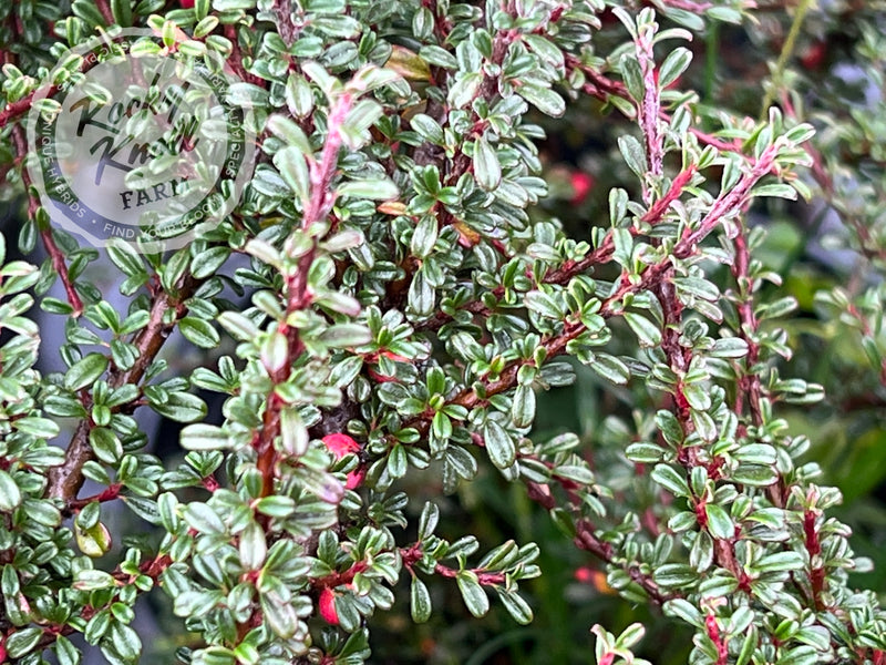 Thyme Leaf Cotoneaster plant from Rocky Knoll Farm