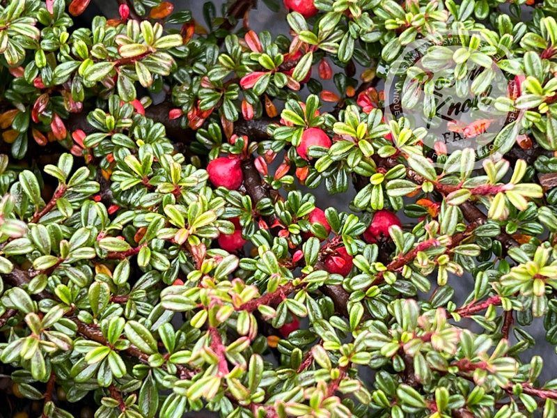 Thyme Leaf Cotoneaster plant from Rocky Knoll Farm