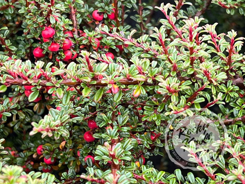 Thyme Leaf Cotoneaster plant from Rocky Knoll Farm