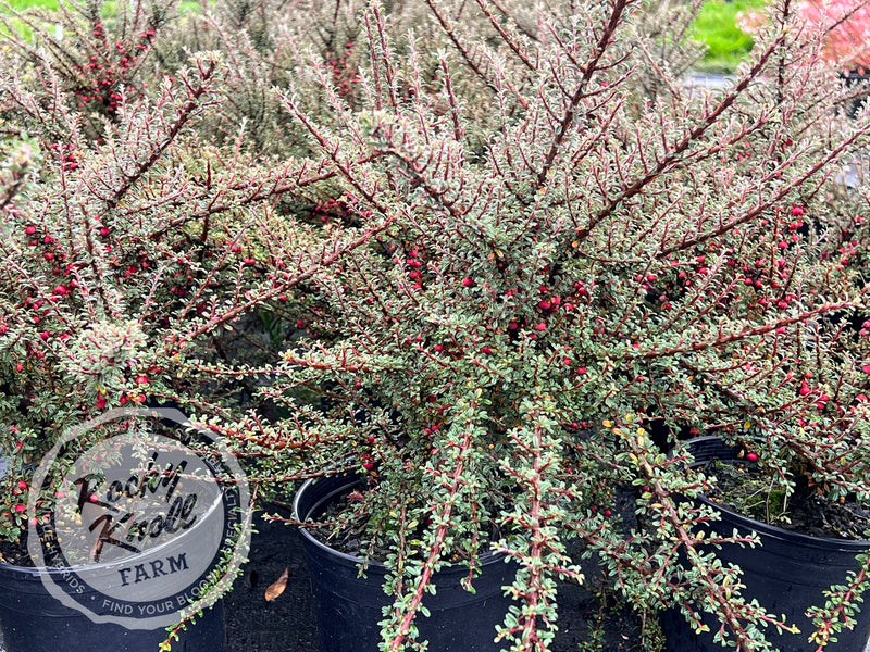 Thyme Leaf Cotoneaster plant from Rocky Knoll Farm