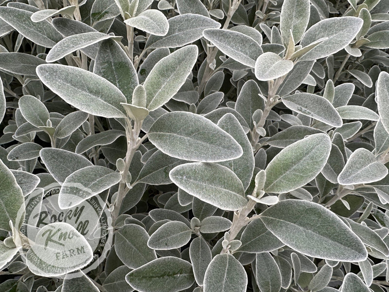 Senecio (Brachyglottis) Greyi - Daisy Bush plant from Rocky Knoll Farm