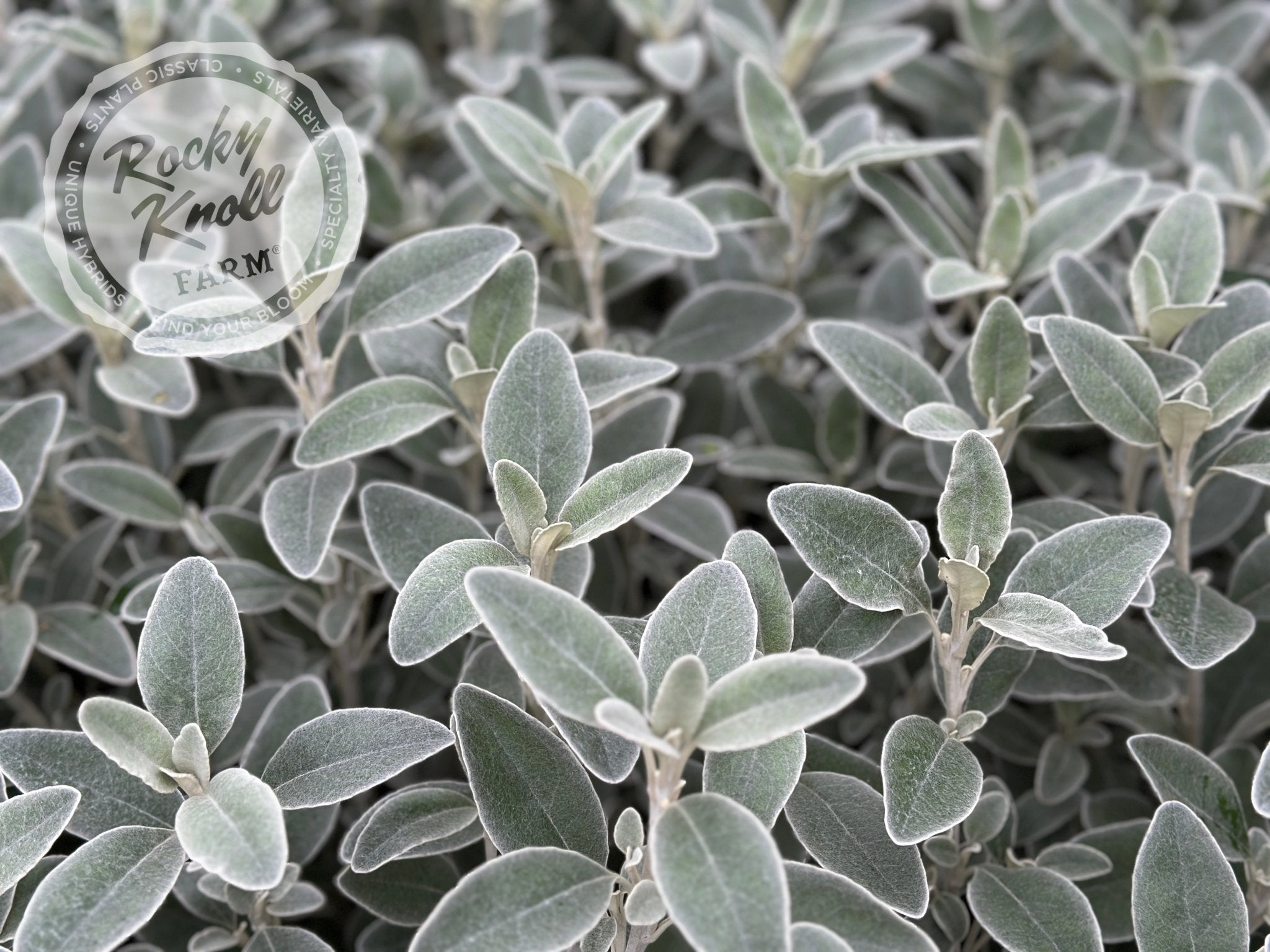 Senecio (Brachyglottis) Greyi - Daisy Bush - Rocky Knoll Farm