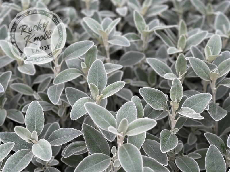 Senecio (Brachyglottis) Greyi - Daisy Bush plant from Rocky Knoll Farm