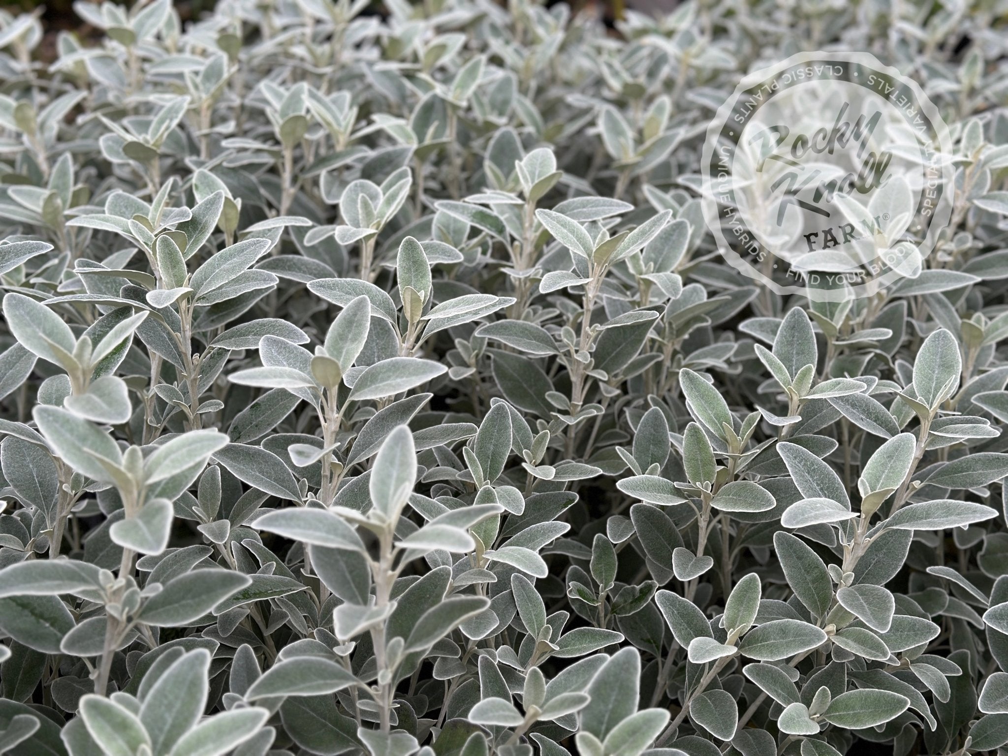 Senecio (Brachyglottis) Greyi - Daisy Bush - Rocky Knoll Farm