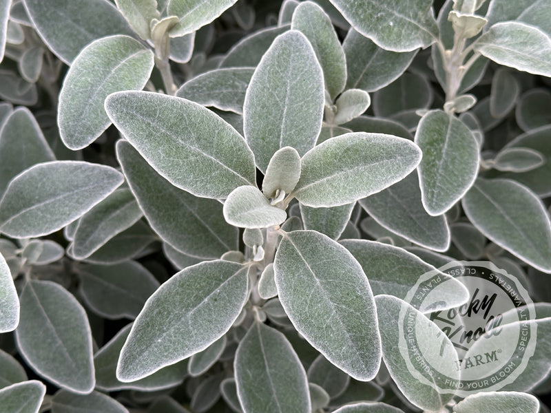 Senecio (Brachyglottis) Greyi - Daisy Bush plant from Rocky Knoll Farm