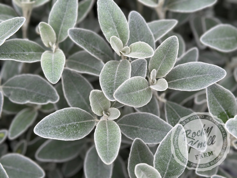 Senecio (Brachyglottis) Greyi - Daisy Bush plant from Rocky Knoll Farm