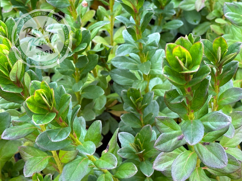 Glamour plant from Rocky Knoll Farm