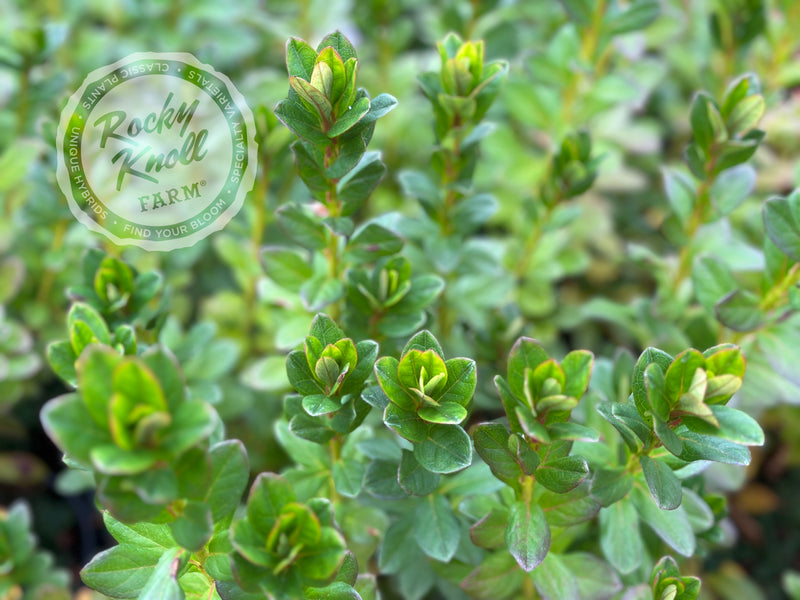 Glamour plant from Rocky Knoll Farm