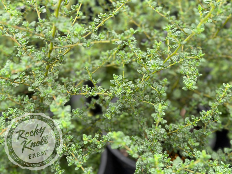 Ceanothus impressus 'Vandenberg Blueblossom' plant from Rocky Knoll Farm