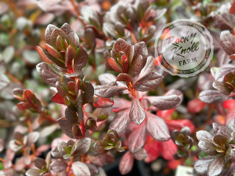 Vuyk's Johanna plant from Rocky Knoll Farm
