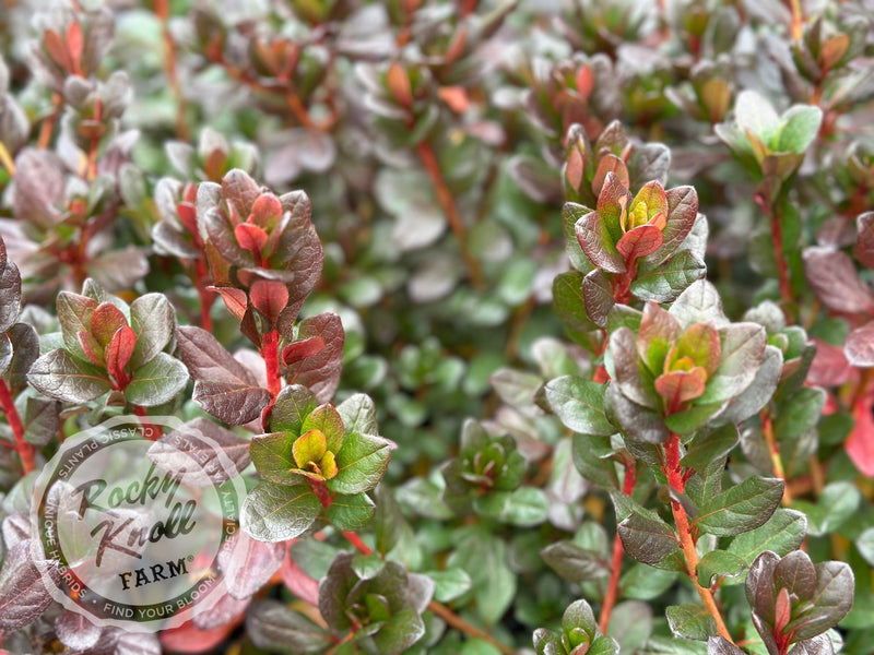 Vuyk's Johanna plant from Rocky Knoll Farm