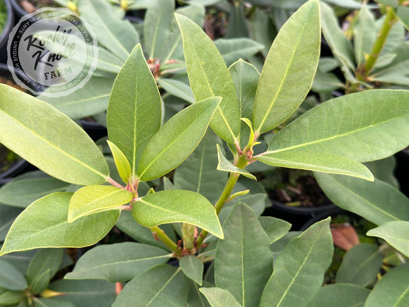 Earl of Athlone plant from Rocky Knoll Farm