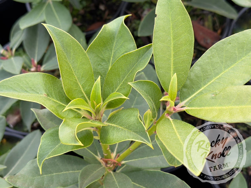 Earl of Athlone plant from Rocky Knoll Farm