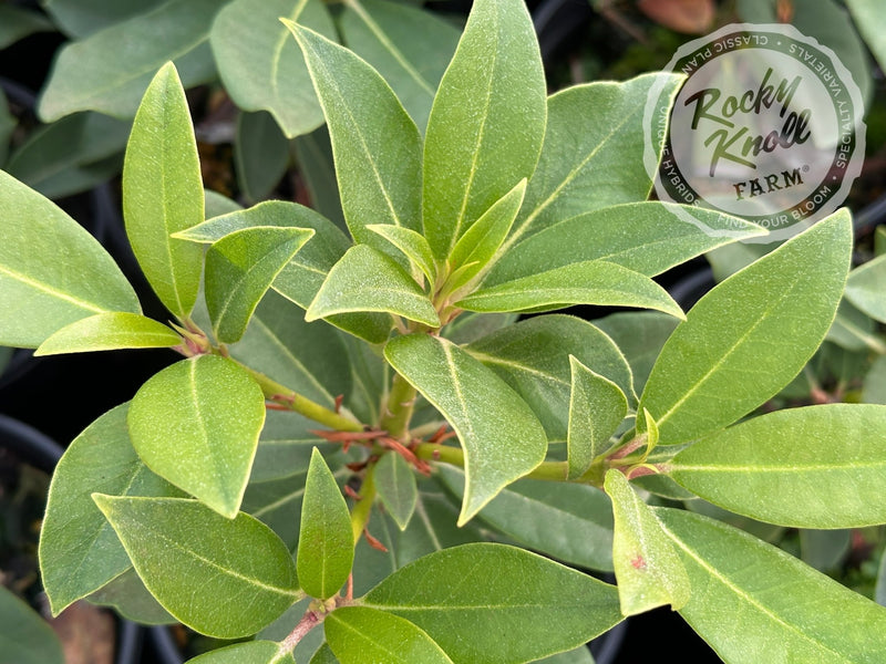 Earl of Athlone plant from Rocky Knoll Farm