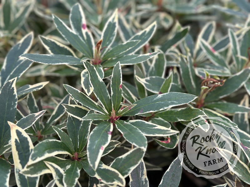 Variegated Ponticum plant from Rocky Knoll Farm